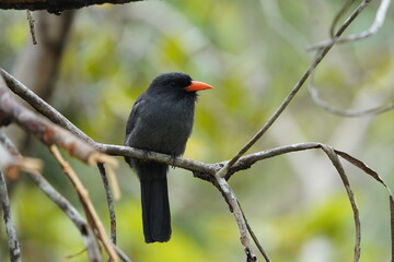 Black-fronted nunbird (Monasa nigrifrons) Bucconidae family. 