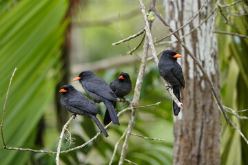 Black-fronted nunbird (Monasa nigrifrons) Bucconidae family. 