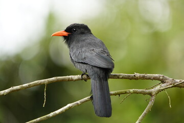 Black-fronted nunbird (Monasa nigrifrons) Bucconidae family. 