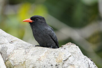 Black-fronted nunbird (Monasa nigrifrons) Bucconidae family. 