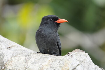 Black-fronted nunbird (Monasa nigrifrons) Bucconidae family. 