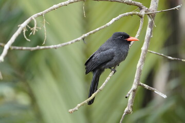 Black-fronted nunbird (Monasa nigrifrons) Bucconidae family. 