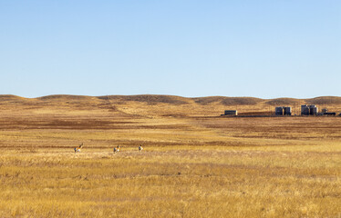 Fototapeta na wymiar Late Fall Coloradoan Landscape with running deer. Pawnee National Grasslands in Northeastern Colorado, USA