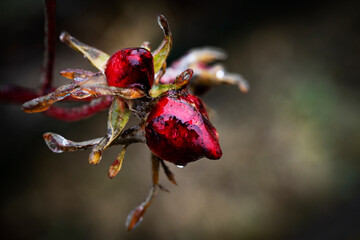 Transparent crystals ice texture background with plants. Ice on the dew. Winter background