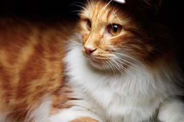 cute beautiful furry ginger cat with big bright amber eyes wide open relaxing in close up detailed shot