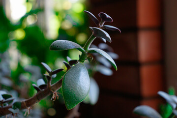 details of healthy bright green crassula ovata succulent jade plant lucky money tree indoor bonsai garden