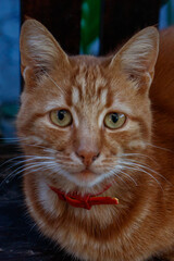 cute excited ginger cat looking in camera with bright green eyes wide open