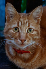 cute excited ginger cat looking in camera with bright green eyes wide open