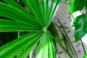 close up details of bright green leaf of indoor house plant garden