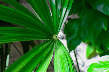 close up details of bright green leaf of indoor house plant garden