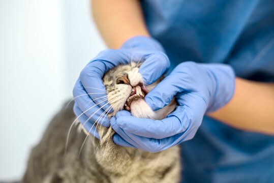 Veterinarian doctor is examining the teeth of a cat