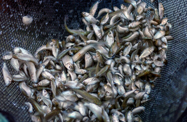 Small fish fingerlings in a fishing net on a fish farm.