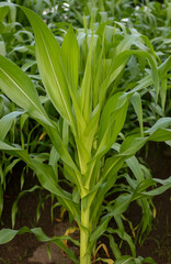 Corn planting close-up. Brazilian agriculture.