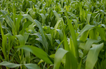 Fototapeta premium Corn planting close-up. Brazilian agriculture.