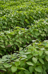 Soy plantation close-up. Brazilian agriculture.