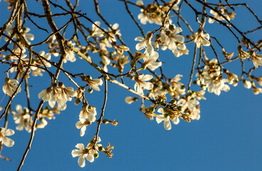 Flowering of the white ipe in Brazil. Brazilian tree.