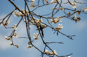 Flowering of the white ipe in Brazil. Brazilian tree.
