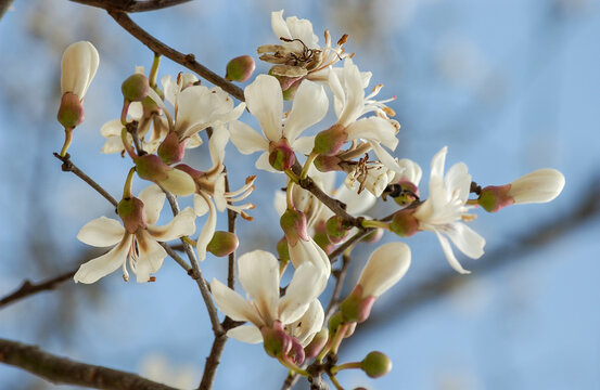 Flowering of the white ipe in Brazil. Brazilian tree.