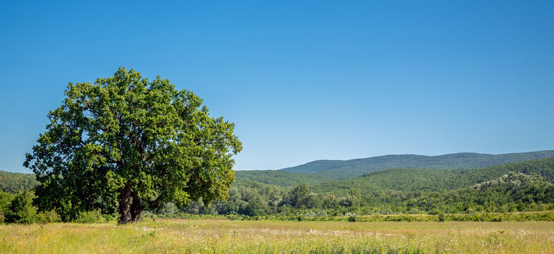 A huge oak tree in a field against the backdrop of green mountains and blue sky. © Евгения Глинская