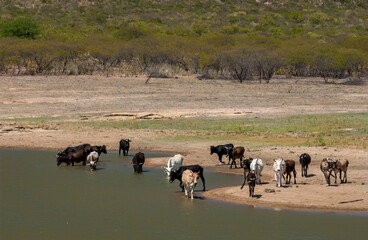 Fototapeta na wymiar Cattle drinking lake water in the drought in the Caatinga biome in Santa Luzia, Paraiba, Brazil on July 16, 2005.