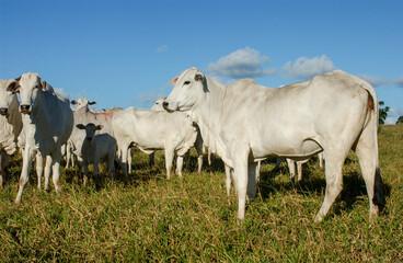 Nelore cattle in Bananeiras, Paraíba, Brazil.