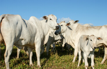 Fototapeta na wymiar Nelore cattle in Bananeiras, Paraíba, Brazil.