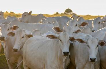 Nelore cattle in Bananeiras, Paraíba, Brazil.