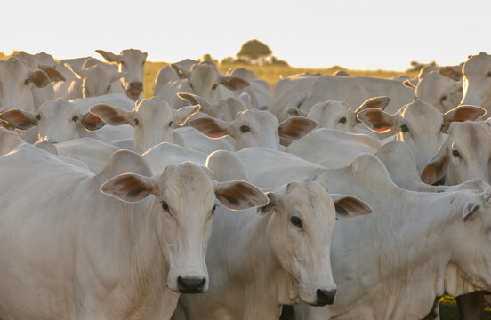 Nelore cattle in Bananeiras, Para&iacute;ba, Brazil.