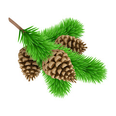 Green Pine Branche with Three Pine Cones. Design Element for Christmas Cards on White Background