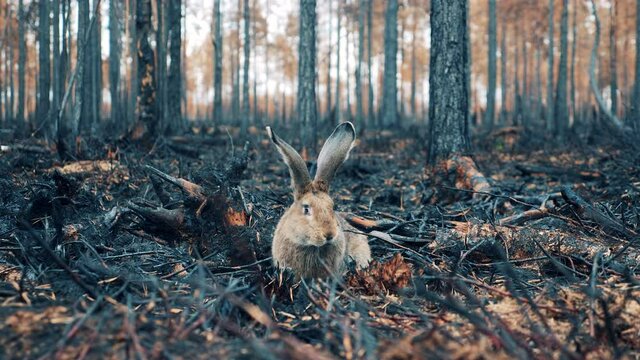 A rabbit in the middle of the burnt-out woods