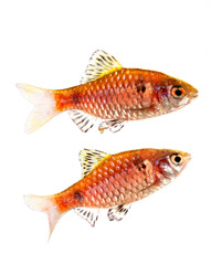 Odessa barb in studio