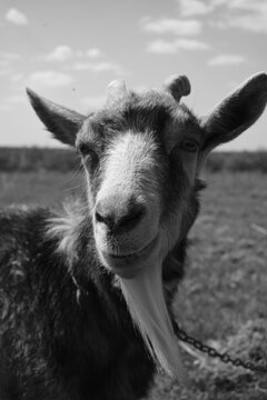 goat on the farm
