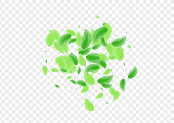 Light Green Vegetation Background Transparent Vector. Foliage Herbarium Illustration. Branch Texture. Green Isolated Design. Plant Symbol.