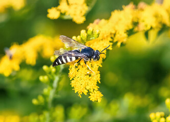 A Sand Wasp (Bicyrtes quadrifasciatus) viwed at close range on a Goldenrod flower stalk.