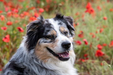 austalian shepherd in nature