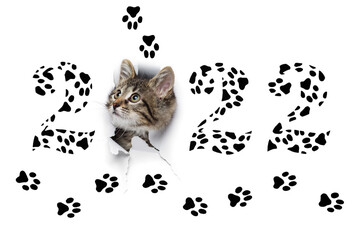 2022 year concept, little grey kitty in hole of paper and drawn number shapes with cat black paw footprints, isolated on white background, new year design 