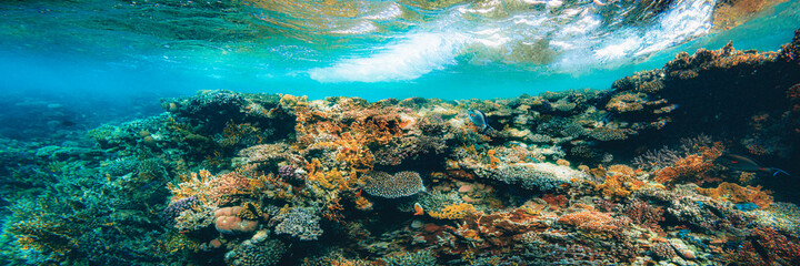 Onderwater koraalrif aan de rode zee