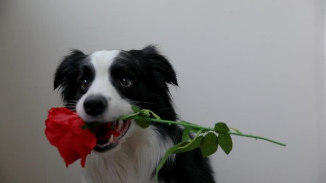 St. Valentine's Day concept. Funny portrait cute puppy dog border collie holding red rose flower in mouth isolated on white background. Lovely dog in love on valentines day gives gift