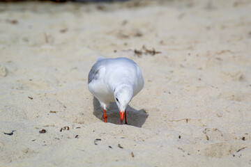 Eine Lachmöwe an der Ostsee. Lachmöwen sind eine kleinere Art von Möwen, sie werden nicht ganz...