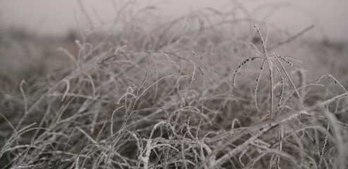 Branch covered in ice cold white frost in the winter.