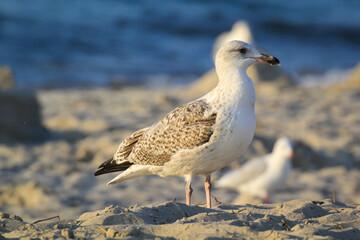 Portrait einer Mantelmöwe, Möwe an der Ostsee.
