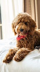 poodle puppy in bed