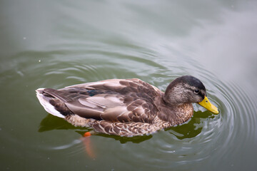 Stockenten in einem Teich. Die Stockente ist eine Vogelart und gehört zu den Entenvögeln.