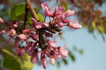 Flores rosas árbol.