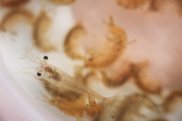 Nahaufnahme von Flusskrebsen, Zooplankton als Futter für Fische.
