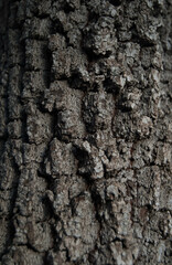 Textura corteza de árbol.