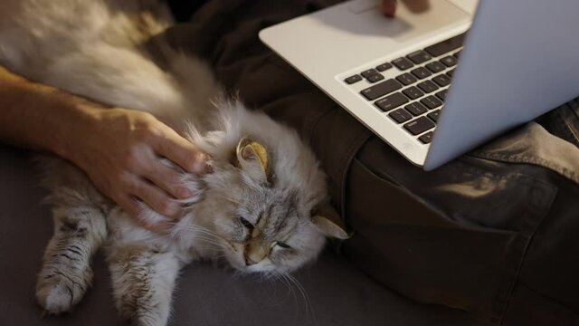 Man using laptop and petting a cat. Relaxed cat lying on sofa