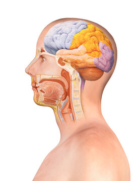 Brain and spinal cord anatomy - cross section, black background, 3d render