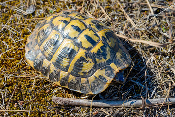 Porträt einer griechischen Schildkröte mit ihrer schönen gelben und schwarzen Panzer.