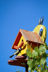 Eine Kohlmeise, Meise fliegt zu ihren Vogelhaus um ihren Nachwuchs zu füttern.